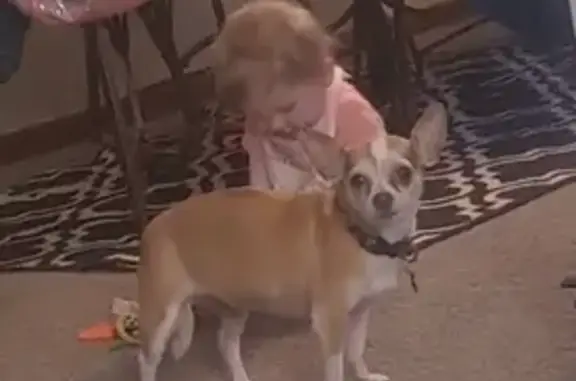 Lost Dog: Answers to Goose or Gus!