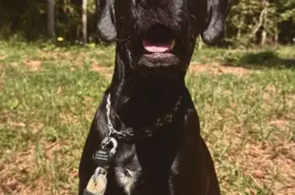 Lost Dogs: Boone & Tucker on Pin Oak Dr