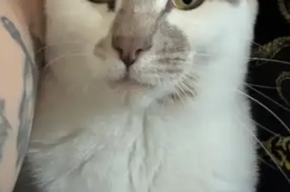 Lost Cat: Small, White & Grey, Green Eyes