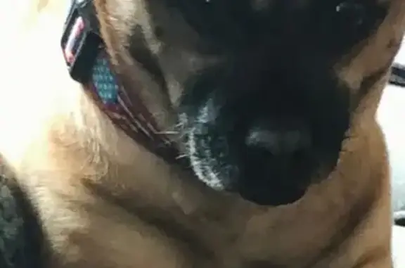 Lost Male Puggle: Fawn & Black Face