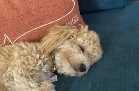 Missing dog McKinney, photo: Lost Dog: Mabel - Cream & Apricot, McKinney