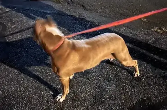 Found dog New Britain, photo: Friendly Pitbull Found at CCSU Campus
