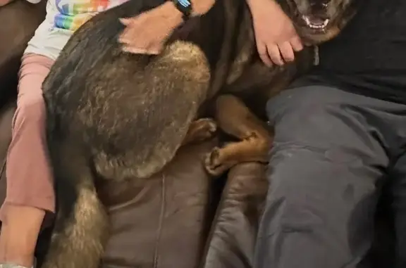 Lost Dog: Friendly 120lb Shepherd-Rott Mix