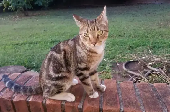 Found: Sweet Smoky Brown Tabby...
