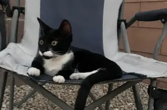 Lost Cat in Henderson: Help Us Find Her!