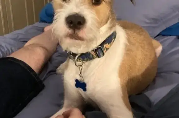 Lost Terrier Mix: Scared, Sage Dr. Area