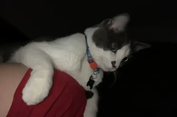 Lost Cat: Heart-Marked Grey & White