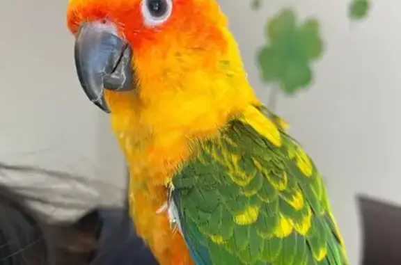 Lost pets , photo: Lost Sun Conure: Friendly Maomao Missing