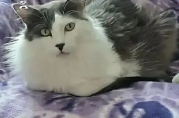 Help Find Chance: Lost Cat on 105th St