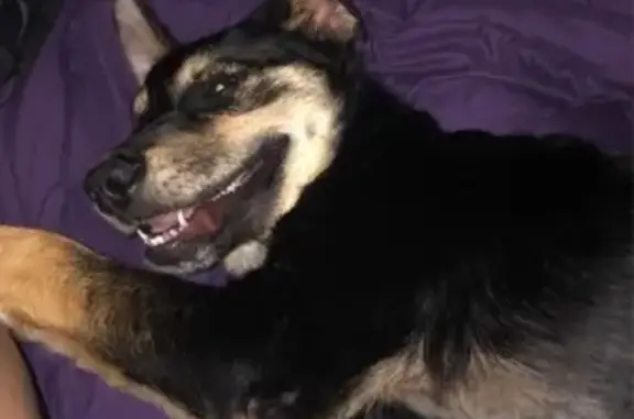 Lost Dog: Friendly, Black/Brown in Radcliff