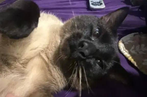 Lost Cat: Friendly & Curious - Help Us!