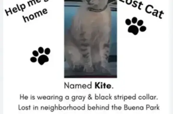 Lost Tiger/Siamese Cat in Buena Park