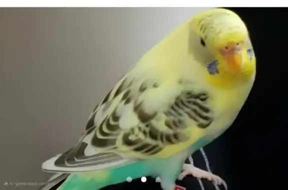 Help Find Marshmello: Lost Parakeet!