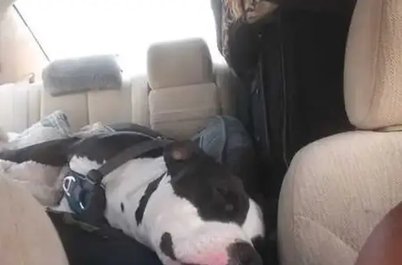 Lost Pitbull Terrier: Black with White Markings