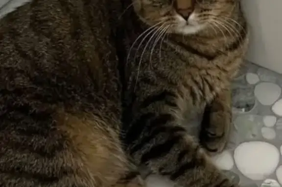Missing cat Oklahoma City, photo: Lost Tabby Cat: Tulsa, OK - Help Find!