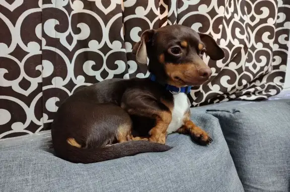 Chihuahua Café Perdido en Bozago, CDMX