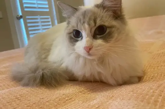 Help Find Buruo: Lost Cat in Donvale