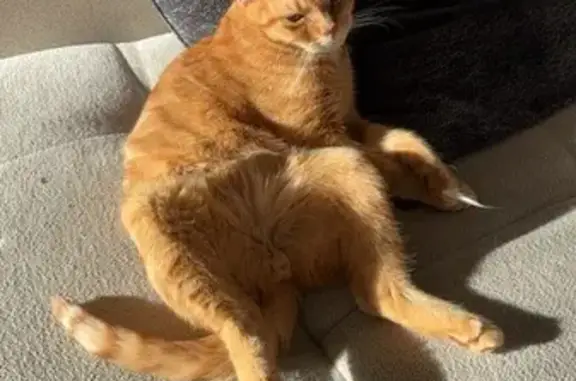 Chat perdu, , photo: Chat roux peureux perdu à Cornimont