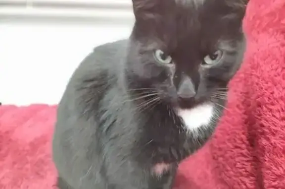 Animaux perdus Morestel, photo: Chat noir perdu, yeux bleus, Morestel