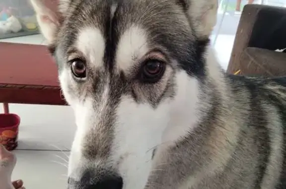 Lost Timid Husky on Equestrian Drive