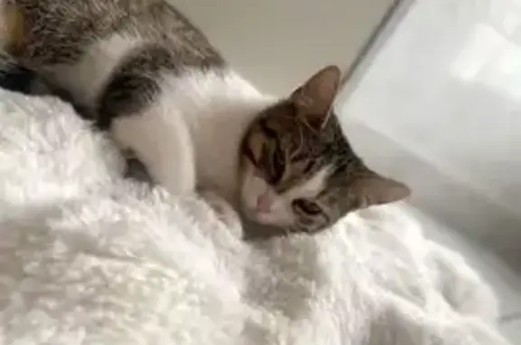 Animaux perdus Montargis, photo: Chatte tigrée perdue, Rue Coquillet, Montargis