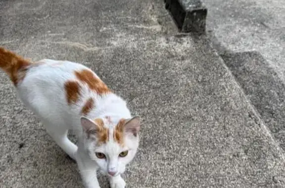 Animaux trouvés Creuzier-le-Vieux, photo: Chat roux et blanc trouvé à Creuzier-le-Vieux