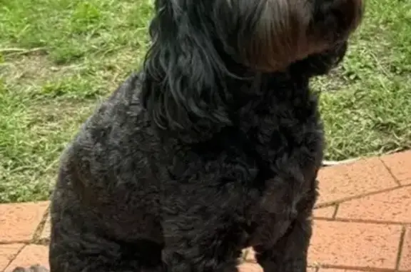 Lost and found pets Australia, photo: Lost Black Cavoodle on Grove Avenue