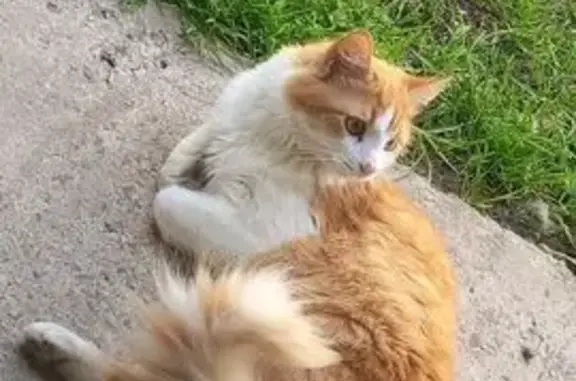 Lost and found pets Australia, photo: Lost Orange & White Cat in Bayside