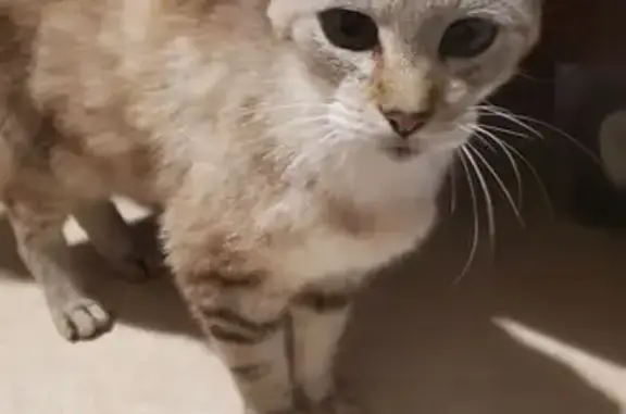 Animaux trouvés Roanne, photo: Chat tigré gris trouvé à Roanne