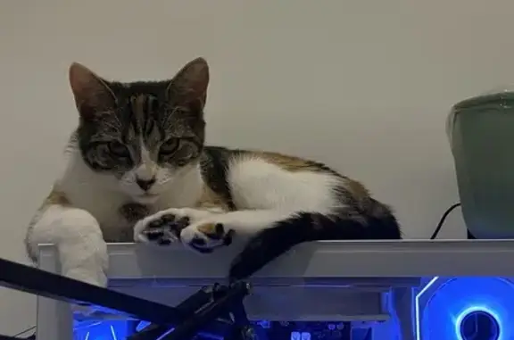 Lost and found pets Australia, photo: Lost Tortoiseshell Cat: Sloane St, Help!