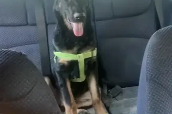 Perro Perdido en El Rellano: Odín, 6 Meses