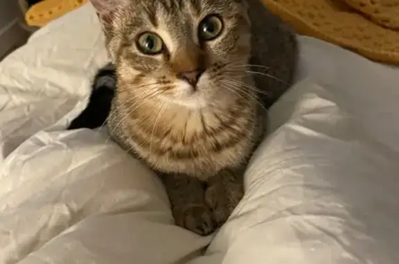 Gatos perdidos, , foto: ¡Ayuda! Gata Luna Perdida en Portío, Liencres