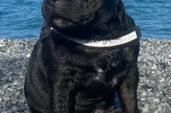 Chien perdu : Staffy noir, route de la Colle - photo