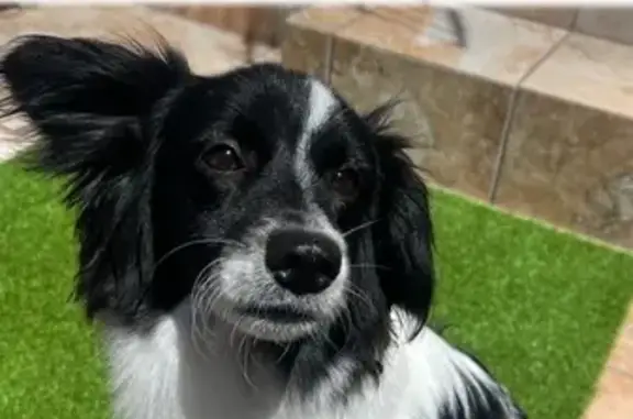 Perro Amigable Perdido en El Rodeo, Las Palmas