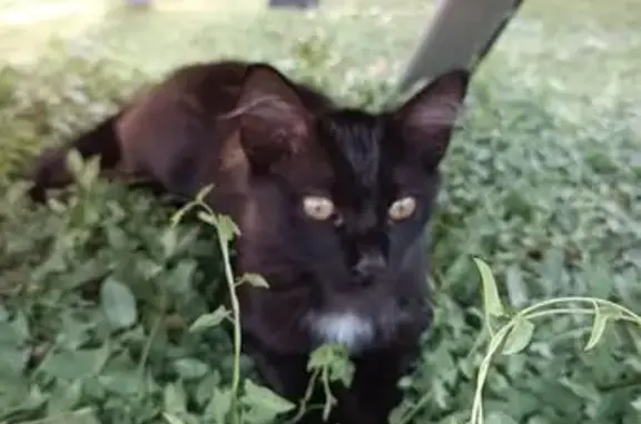 Gato Junior Perdido en Montornès: Detalles