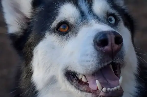 Lost Dog: Unique Eyes, Fluffy...