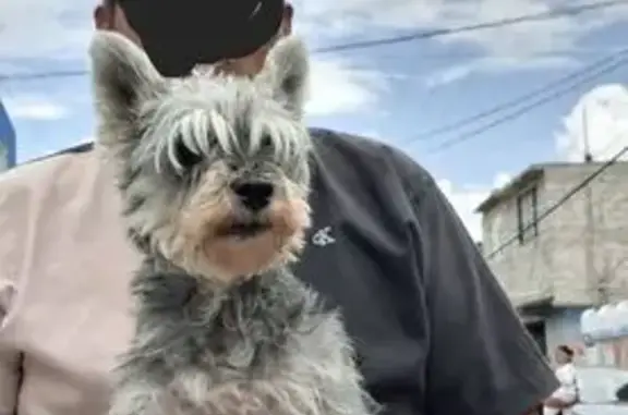 Perro perdido en Chimalhuacán: 15 años