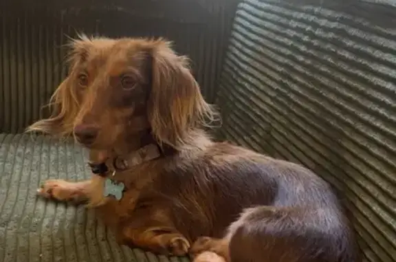 Perrita Teckel Perdida en Barcelona