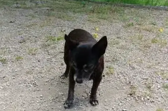 Pinscher noire perdue, 17 ans, Pernes - photo