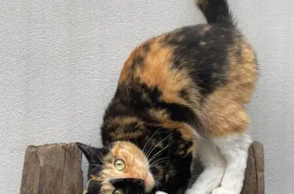 Chatte écaille perdue, Grimaud, Poppy puce - photo