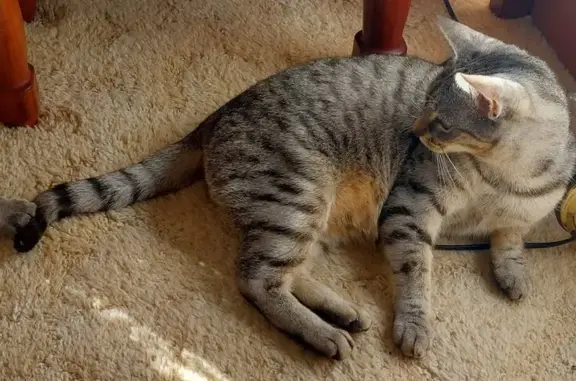 Lost Grey Tabby Cat on Burton St, Monash