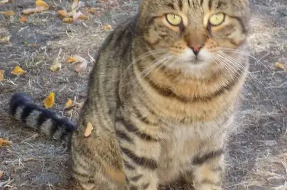 Lost: Large Brown Tabby in Adeliza Close