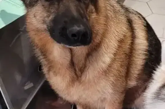 Chien perdu Gazeran, photo : Chien perdue fauve, taille moyenne, Gazeran