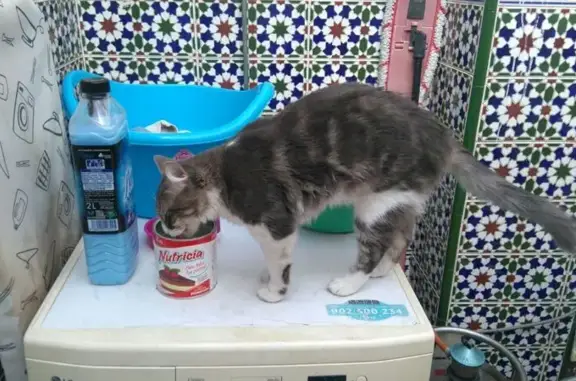 ¡Gato Gris Perdido en Mairena del Aljarafe!