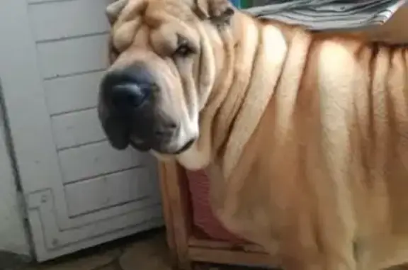 Sharpei beige 9 ans perdue à Donzenac - photo