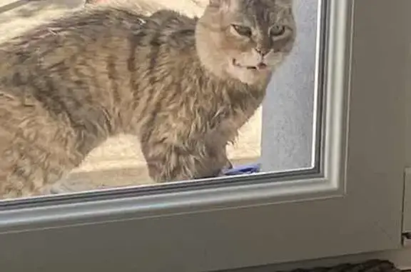 Chat trouvé Kuntzig, photo: Chat tigré blessé trouvé à Kuntzig