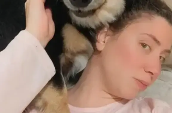 cachorro encontrada