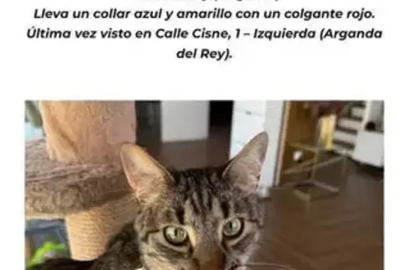 Búsqueda de mascotas, foto: Gato Perdido: Tabby Marrón con Collar Azul