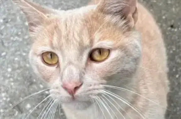 Lost Light Orange Tabby in Parklake