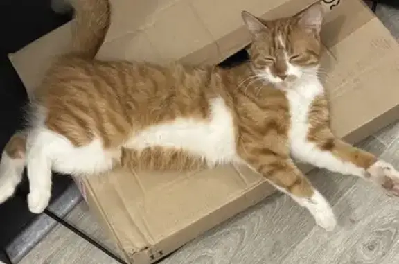 Chat perdu, Vierzon, photo: Chat perdu : roux et blanc à Vierzon